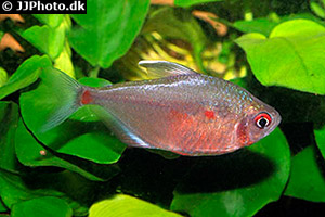 Socolofs Kirschflecksalmler (Hyphessobrycon socolofi)