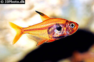 Roter Phantomsalmler (Hyphessobrycon sweglesi)