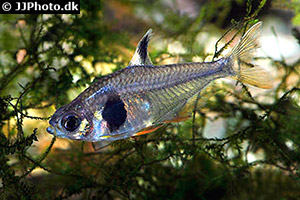 Kaffeebohnensalmler (Hyphessobrycon takasei)