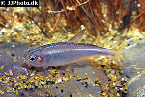 Brombeersalmler (Hyphessobrycon wadai)