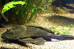 Saugmaulwels (Hypostomus plecostomus)