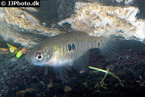 Hypsolebias antenori