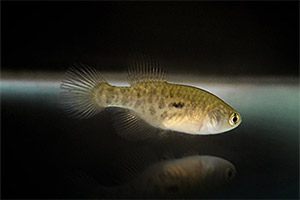 Hypsolebias notatus