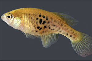 Hypsolebias splendissimus