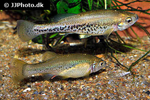 Ilyodon cortesae