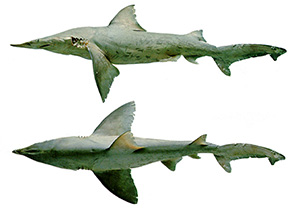 Dolchnasenhai (Isogomphodon oxyrhynchus)
