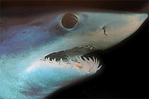 Maul eines Kurzflossen-Mako