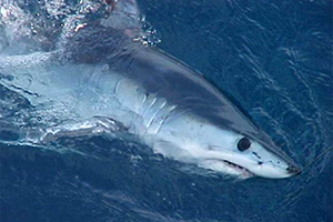 Kurzflossen-Mako (Isurus oxyrinchus)