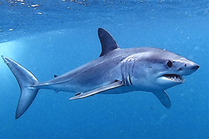 Kurzflossen-Mako (Isurus oxyrinchus)