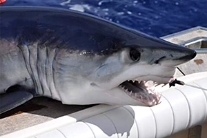 Kurzflossen-Mako (Isurus oxyrinchus)