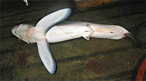 Langflossen-Mako (Isurus paucus)