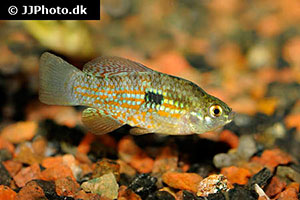Floridakärpfling (Jordanella floridae)