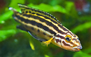 Gelber Schlankcichlide (Julidochromis ornatus)