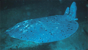 Kalifornischer Zitterrochen (Torpedo californica)