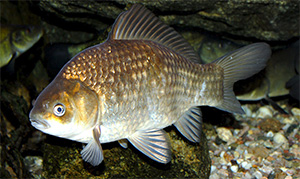 Karausche (Carassius carassius)