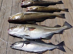 Köhler, Seelachs (Pollachius virens) | Fischlexikon