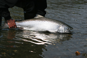 Königslachs (Oncorhynchus tshawytscha) - Copyright by lightasafeather-iStockphoto.com