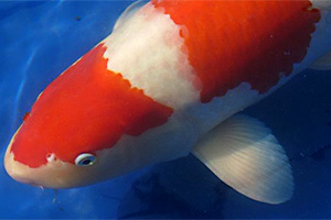 Koi - Kohaku
