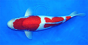 Koi - Kohaku