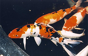 Sanke (Koi)