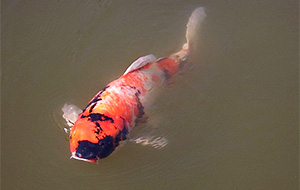 Sanke (Koi)