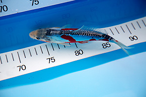 Koi - Shusui