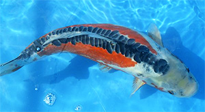 Koi - Shusui