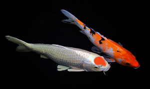 Koi - Tancho-Kohaku - Copyright by kaedeezign-fotolia.com