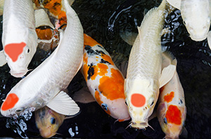 Koi - Tancho Kohaku