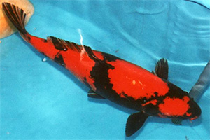 Koi - Hi Utsuri