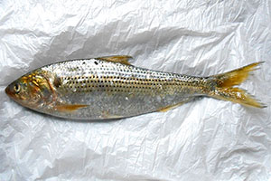 Sardinen (Sardina pilchardus)