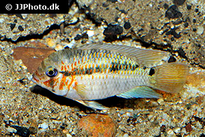 Krobia xinguensis