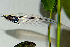 Indischer Glaswels (Kryptopterus vitreolus)