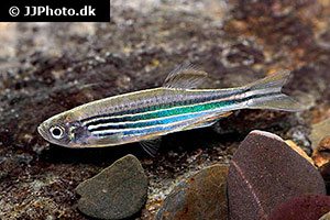 Kyathitbärbling (Danio kyathit)