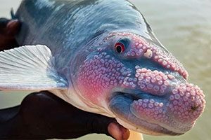 Rotpunkt Fransenlipper (Labeo congoro)