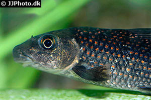 Labeo degeni