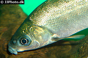 Labeo gonius