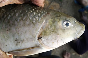 Labeo pangusia