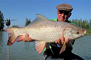 Rohu (Labeo rohita)