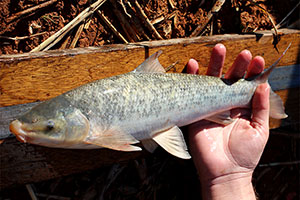Labeo umbratus