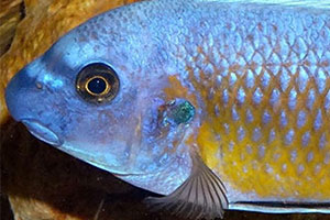 Labeotropheus chlorosiglos