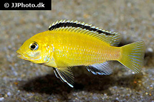 Melanochromis chipokae