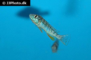 Labidochromis flavigulis