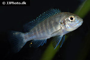 Labidochromis freibergi