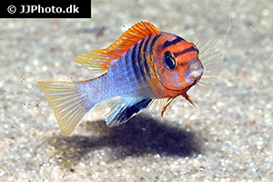 Labidochromis species hongi