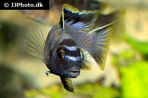 Labidochromis species mbamba bay