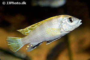 Labidochromis species perlmutt