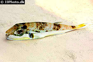 Hasenkopf-Kugelfisch (Lagocephalus sceleratus)