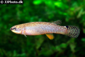 Laimosemion agilae
