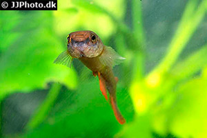 Laimosemion rectocaudatus